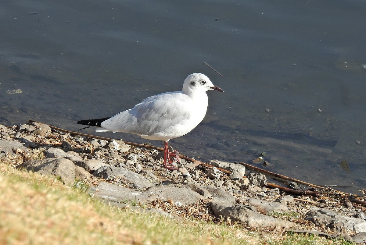 Andean Gull - ML611664873