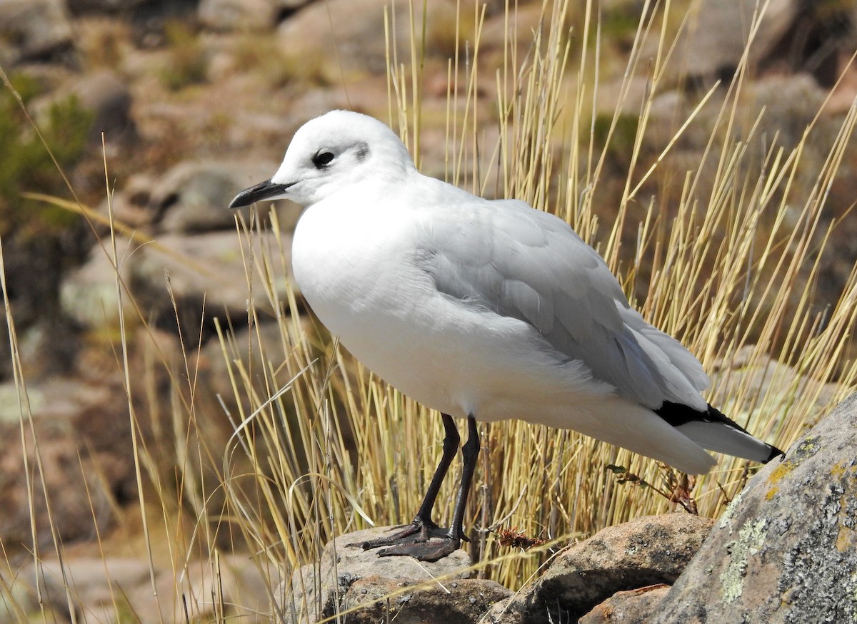 Andean Gull - ML611664874