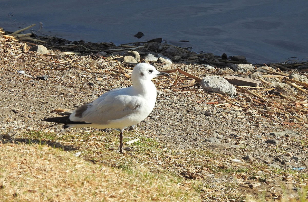 Andean Gull - ML611664875