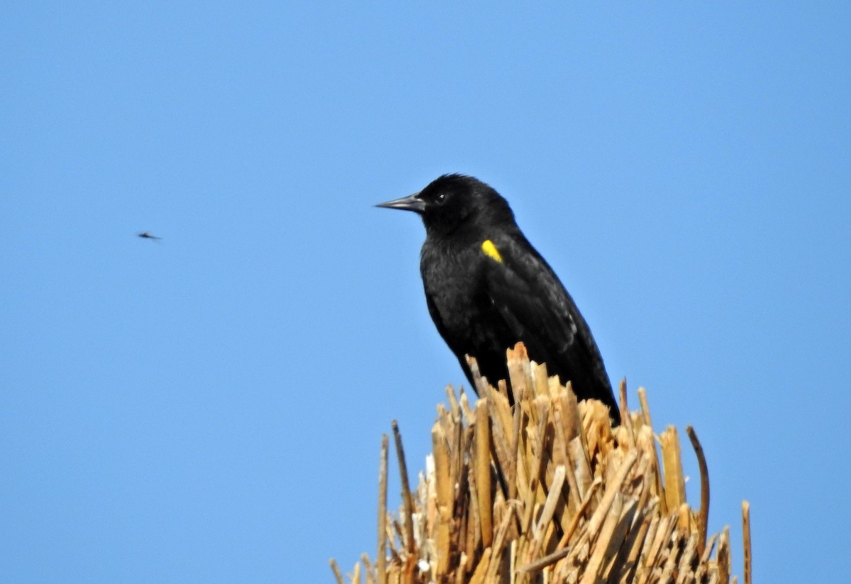Yellow-winged Blackbird - ML611664892