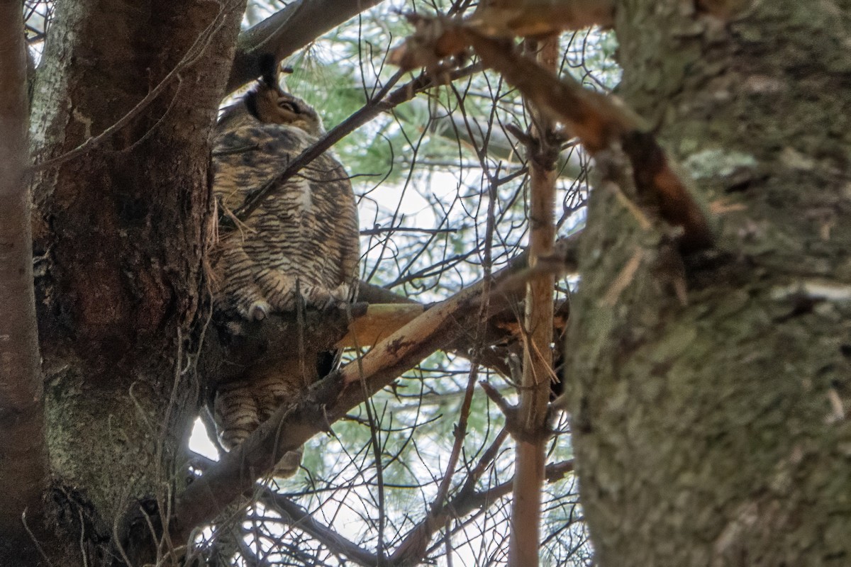 Great Horned Owl - ML611664950