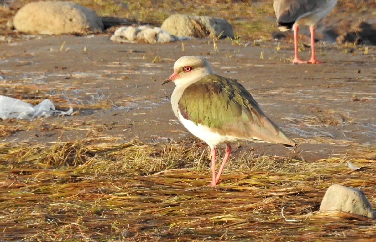 Andean Lapwing - ML611664968