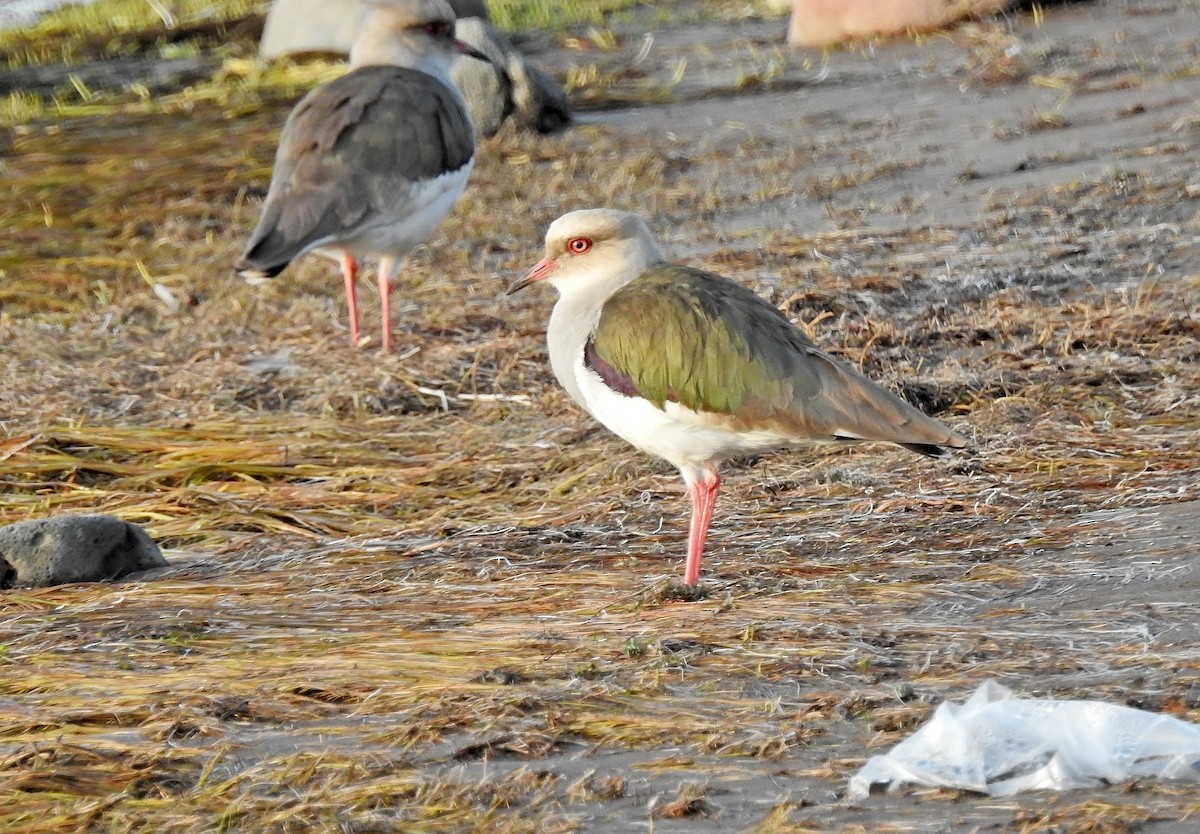 Andean Lapwing - ML611664970