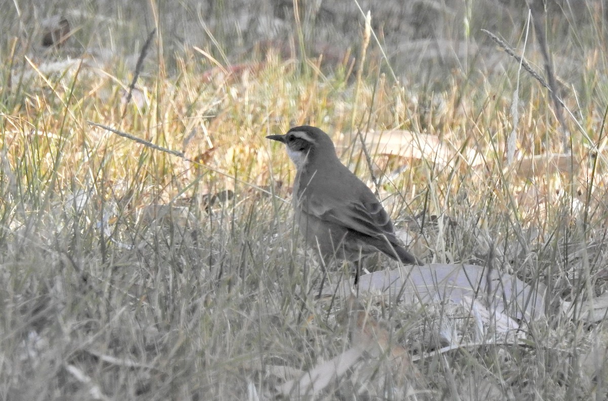 Cinereous Conebill - ML611665035