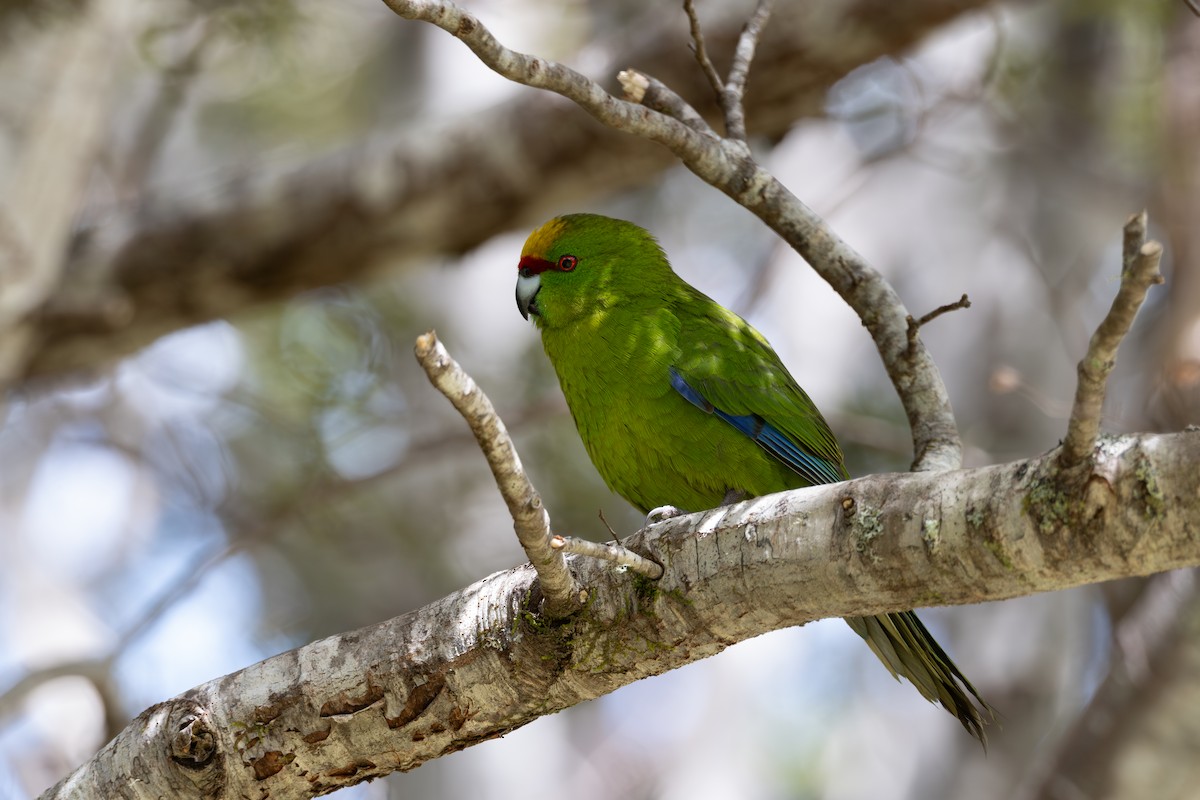 Perico Maorí Cabecigualdo - ML611665201