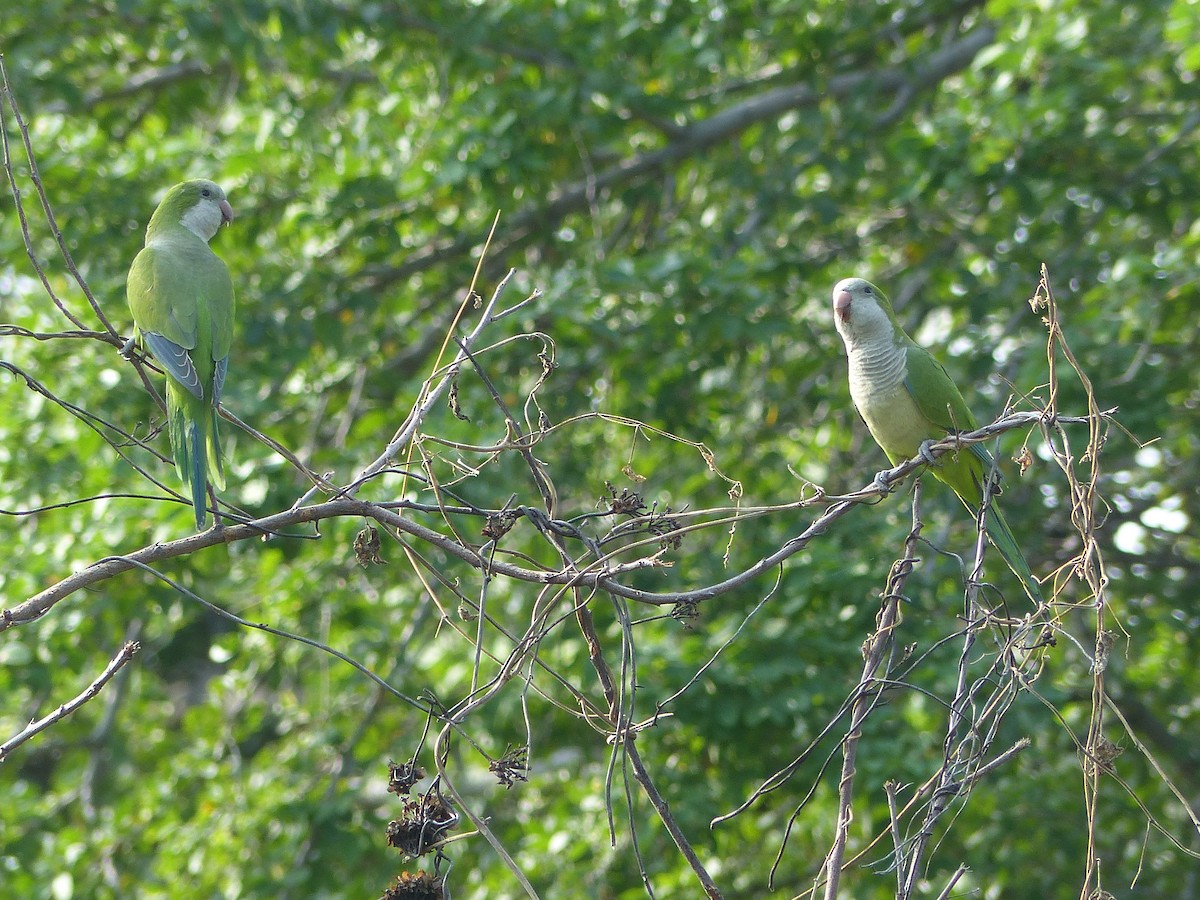 Monk Parakeet - ML611665221