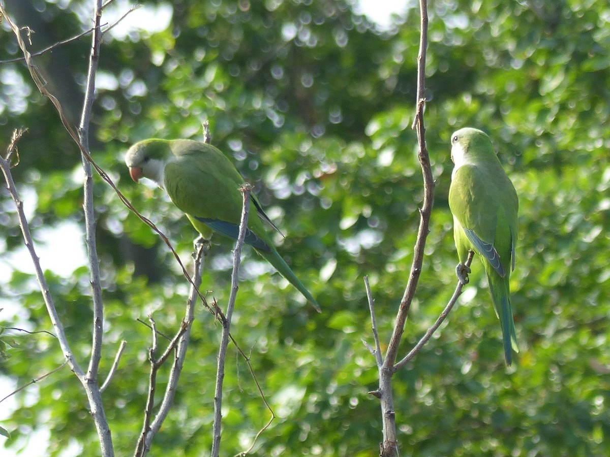 Monk Parakeet - ML611665226