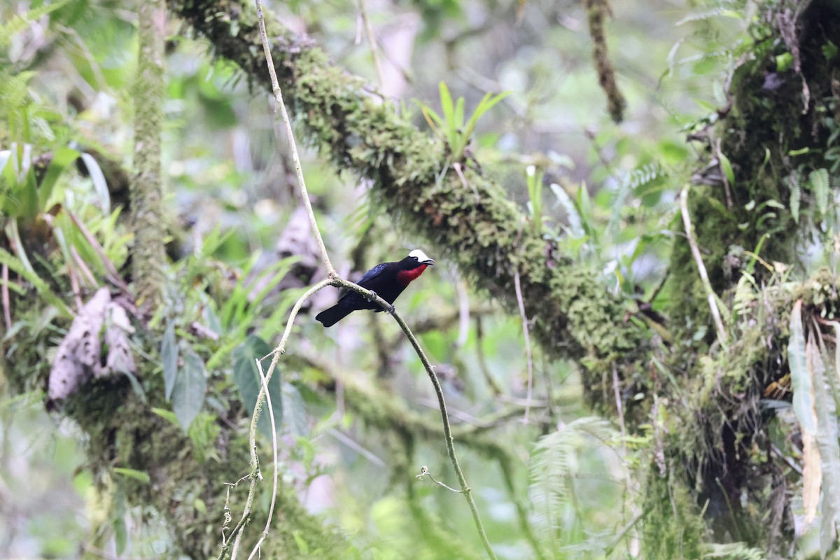 White-capped Tanager - ML611665232