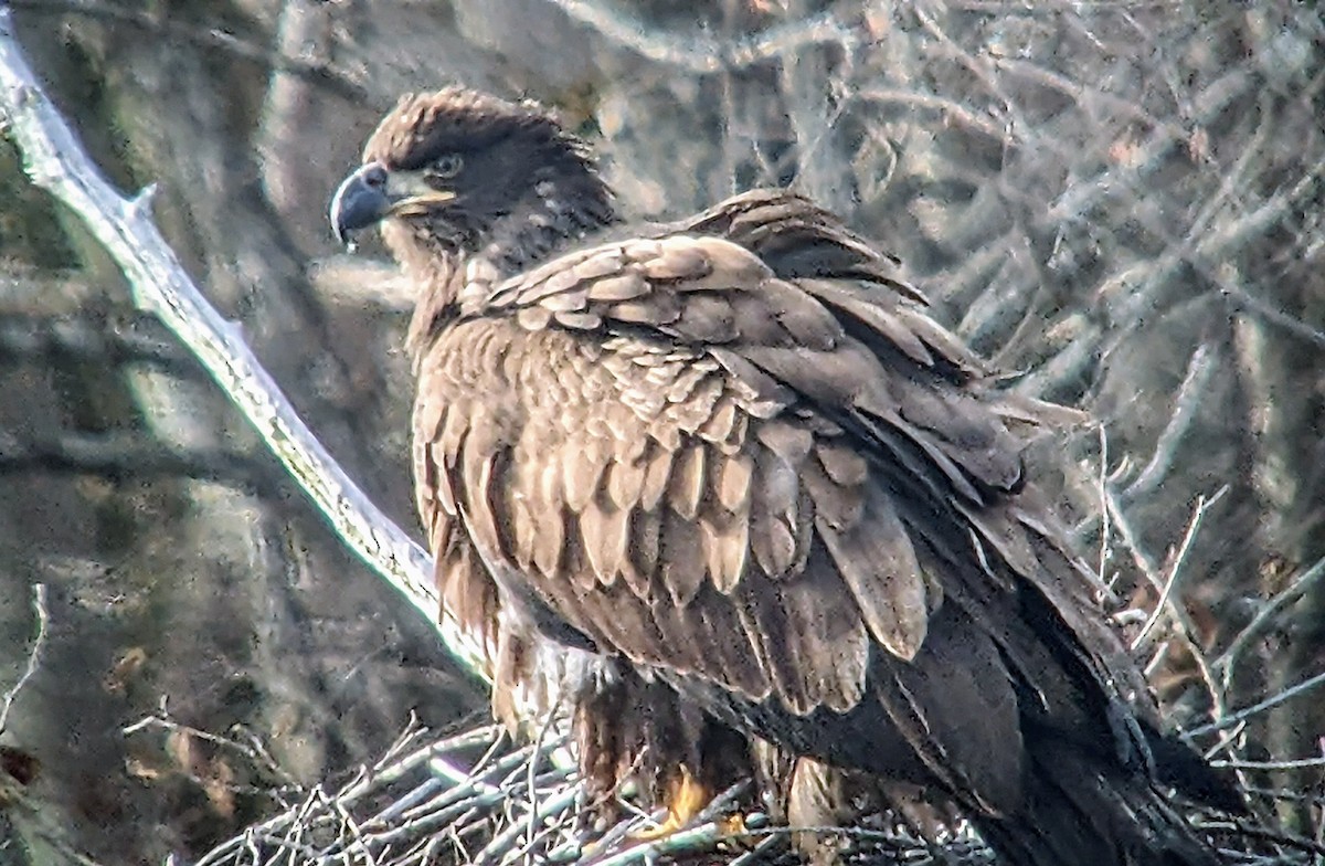 Bald Eagle - jean bernier