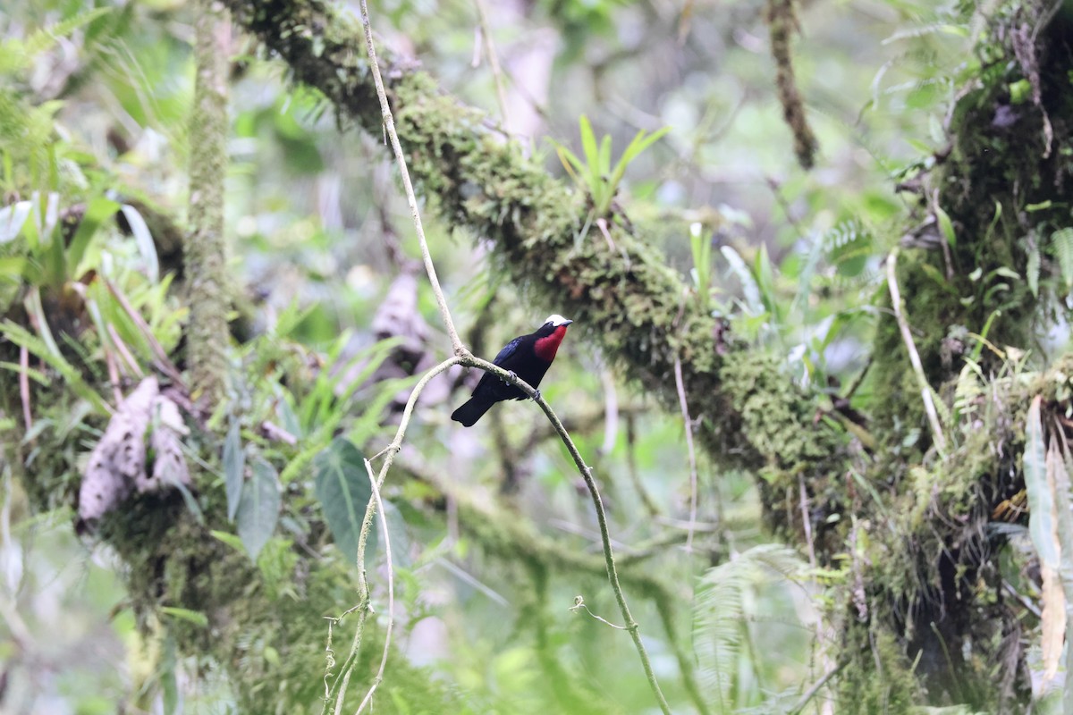 White-capped Tanager - ML611665237