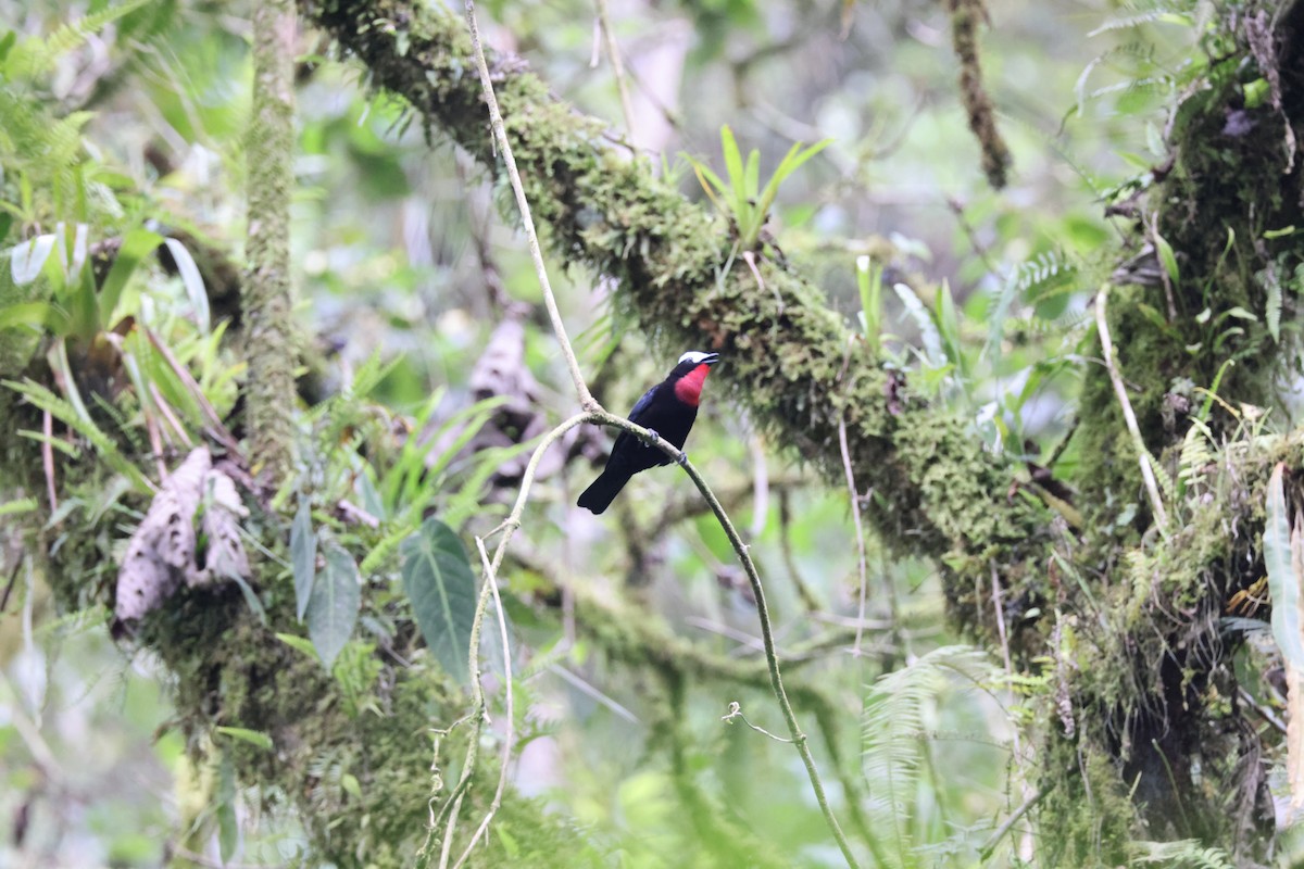 White-capped Tanager - ML611665241