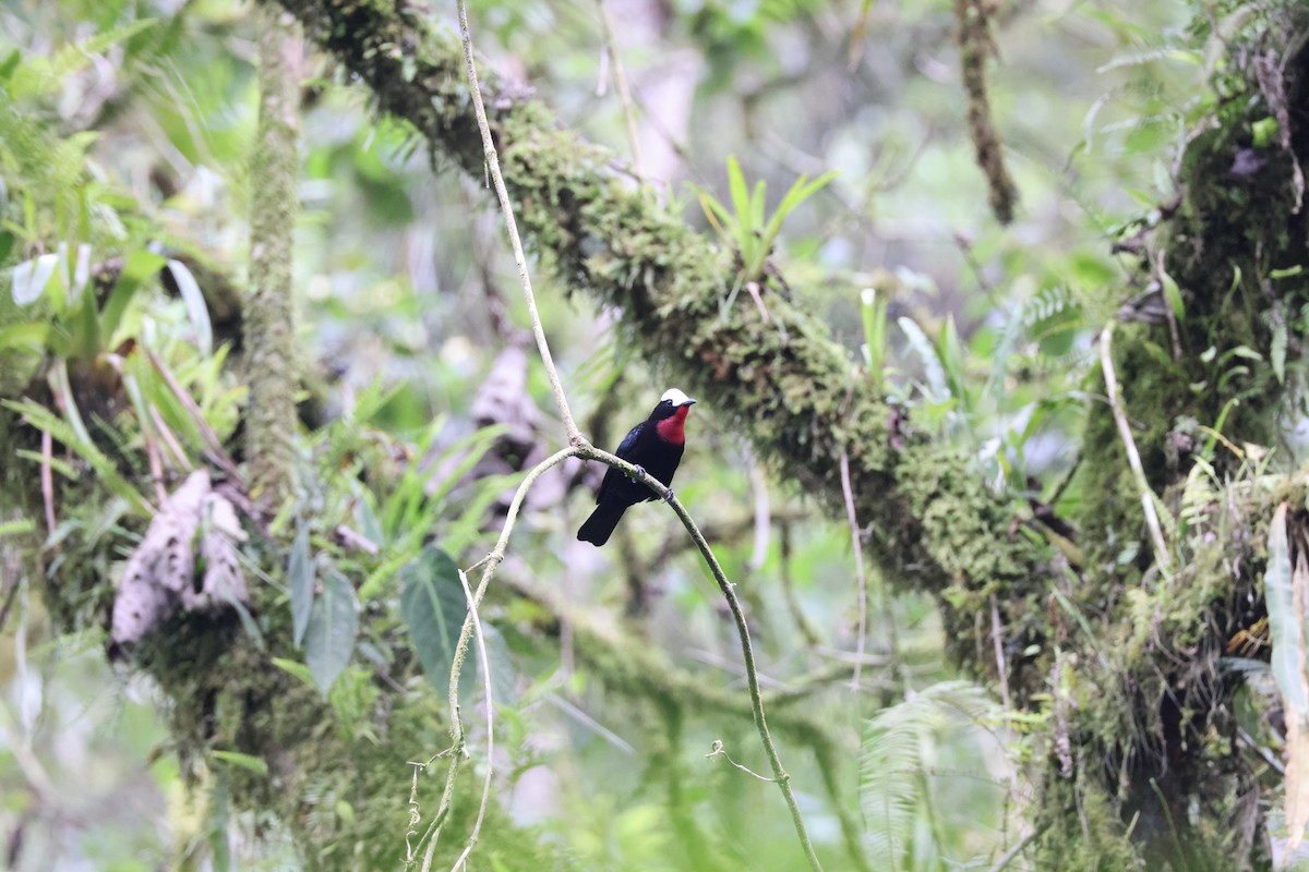 White-capped Tanager - ML611665244