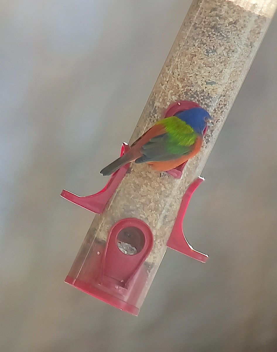 Painted Bunting - ML611665280