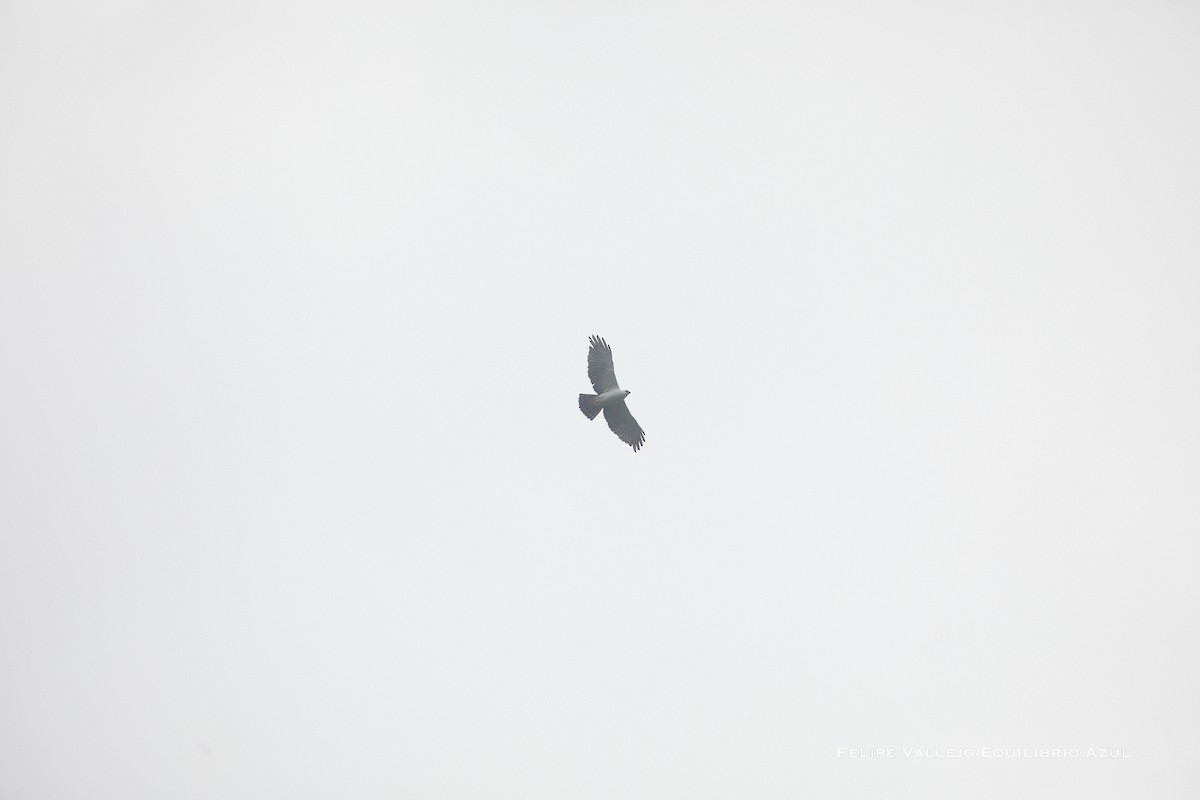 Black-and-white Hawk-Eagle - ML611665342