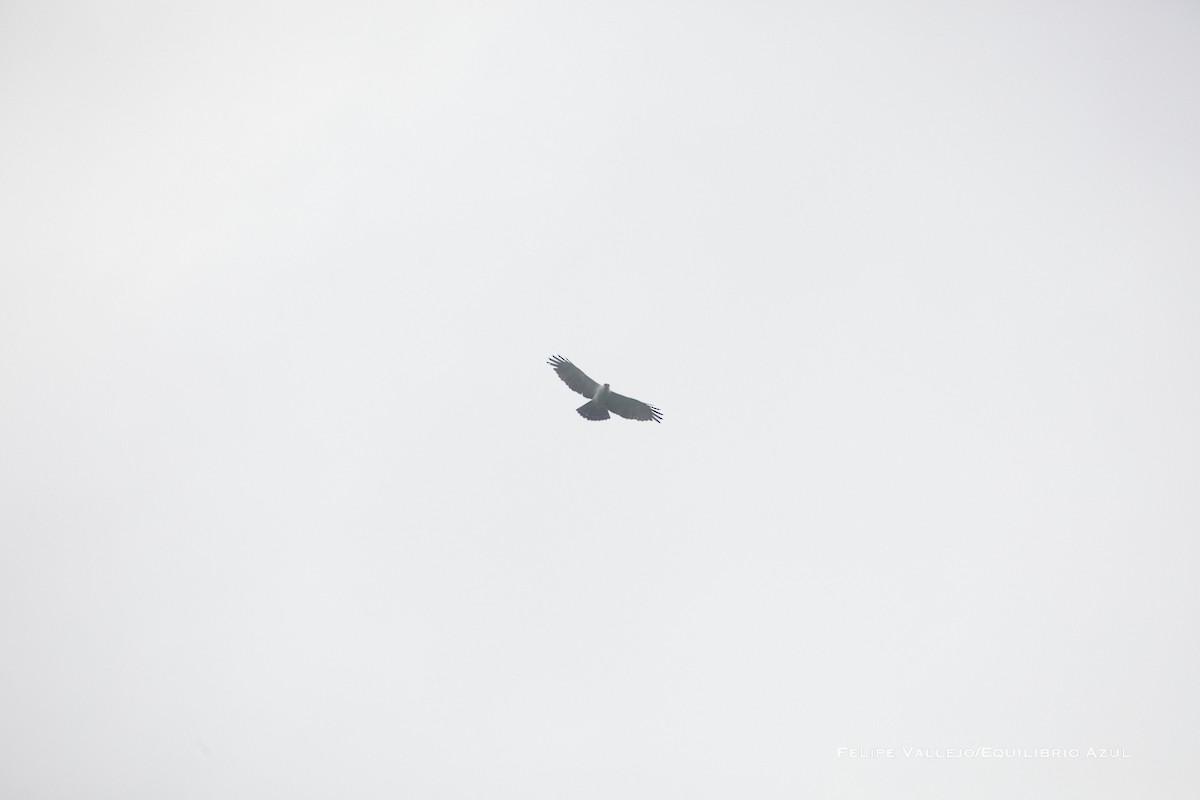 Black-and-white Hawk-Eagle - ML611665343