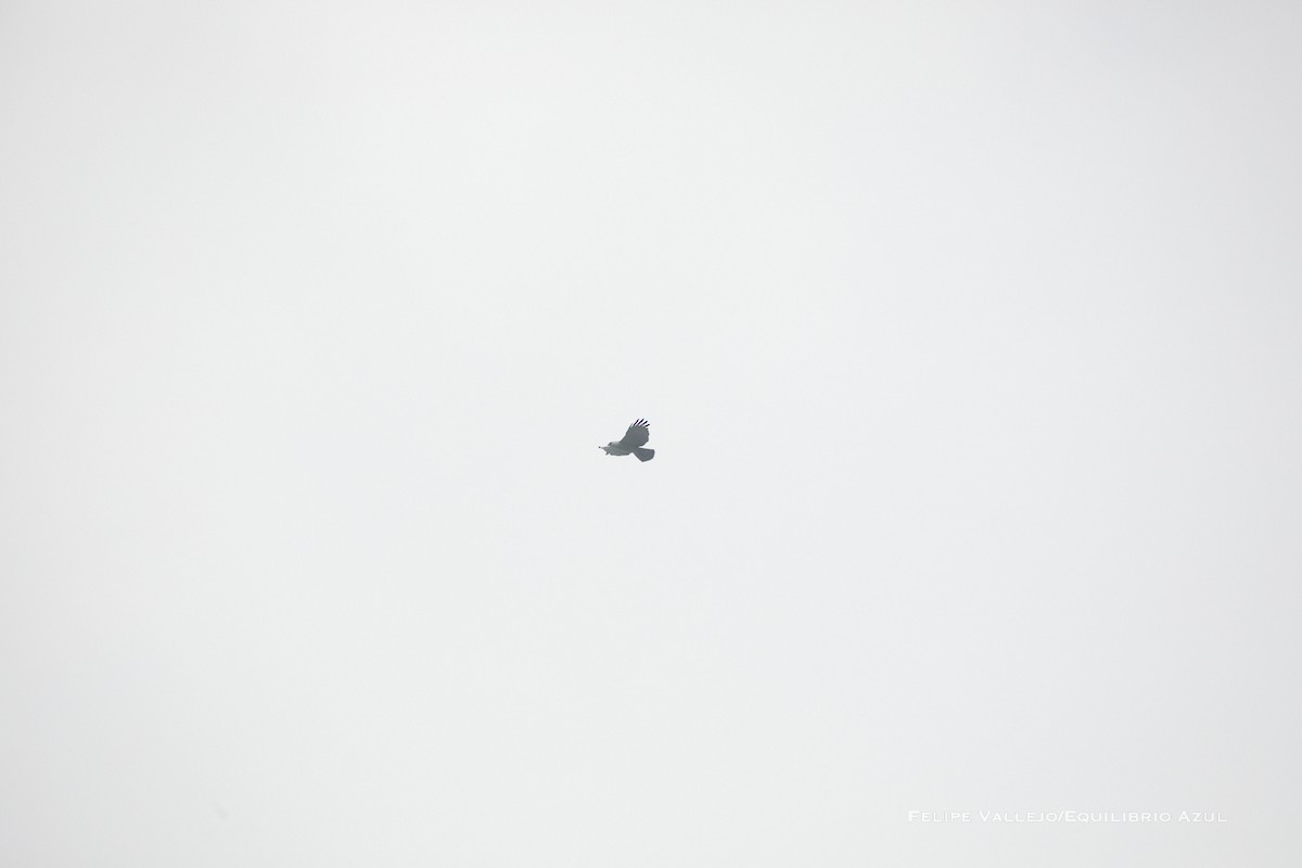 Black-and-white Hawk-Eagle - ML611665344