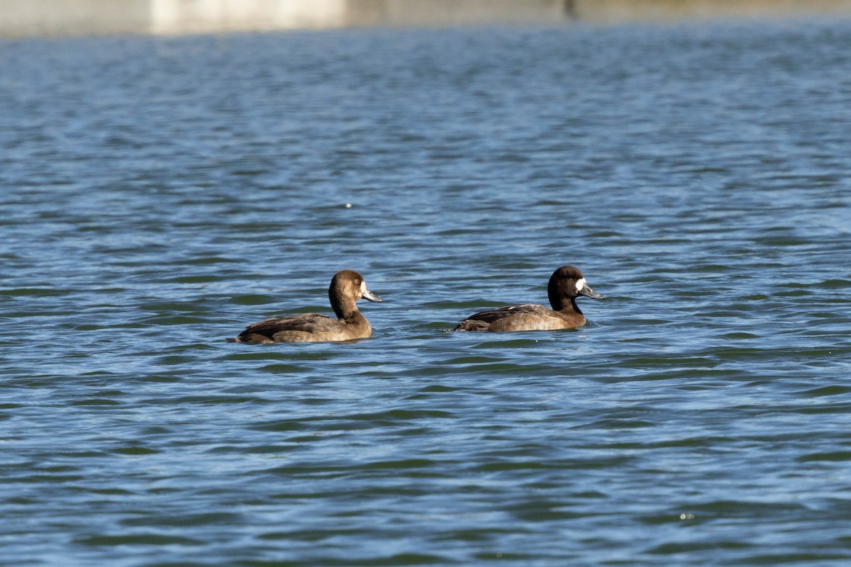 Greater Scaup - ML611665403