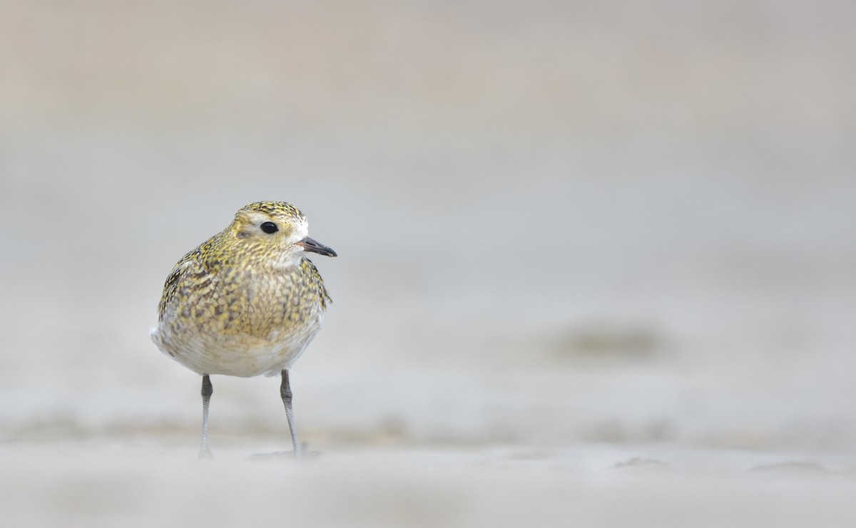 European Golden-Plover - ML611665422