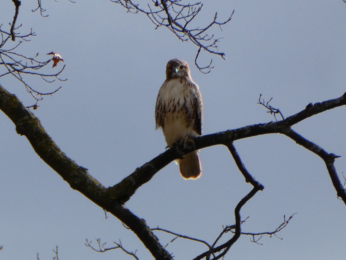 Red-tailed Hawk - ML611665486