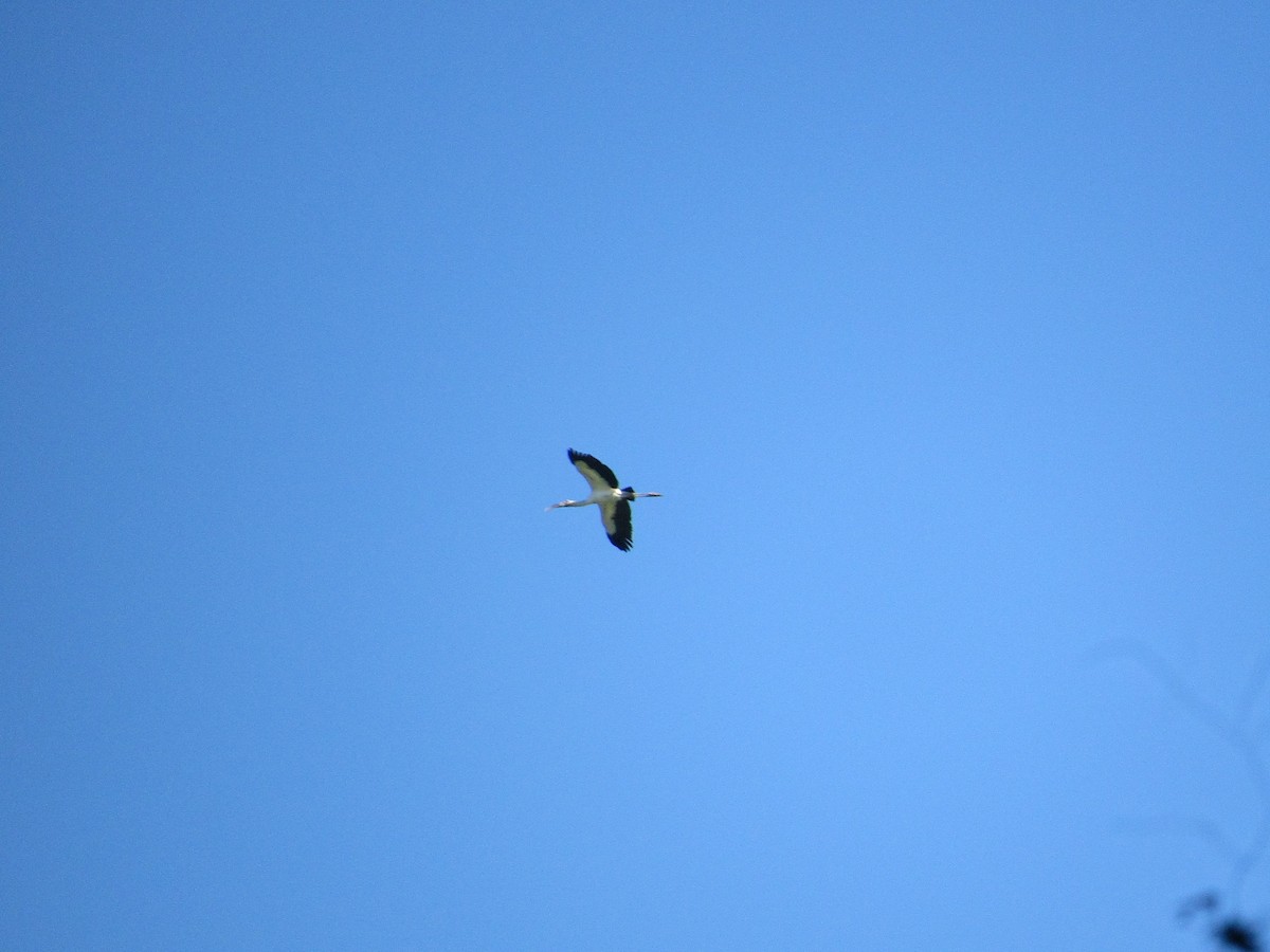 Wood Stork - ML611665565