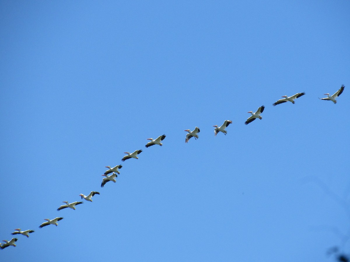 American White Pelican - ML611665588