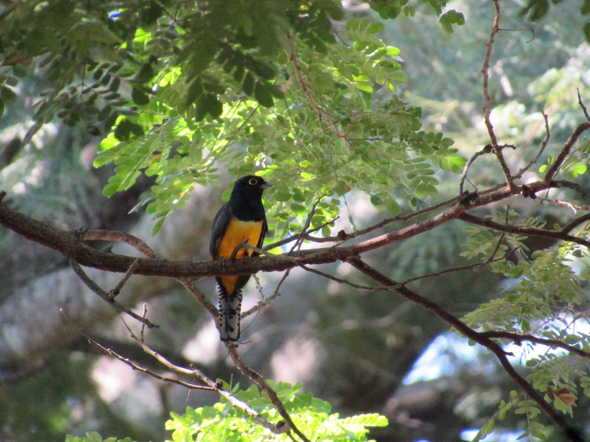 Gartered Trogon - ML611665662