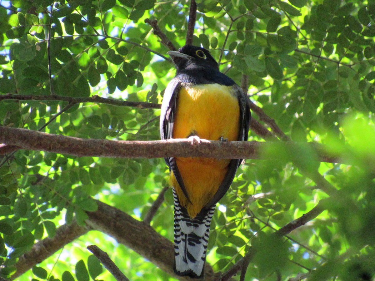 Gartered Trogon - ML611665663