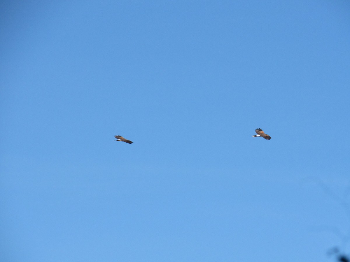 Harris's Hawk - ML611665759