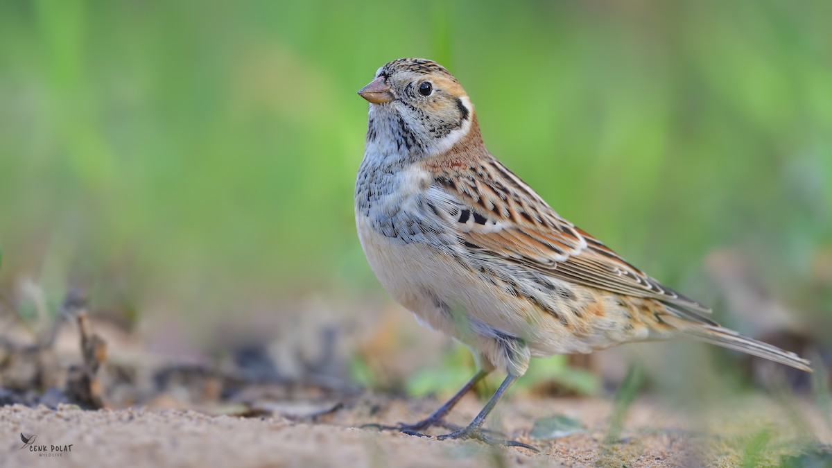 Lapland Longspur - Cenk Polat