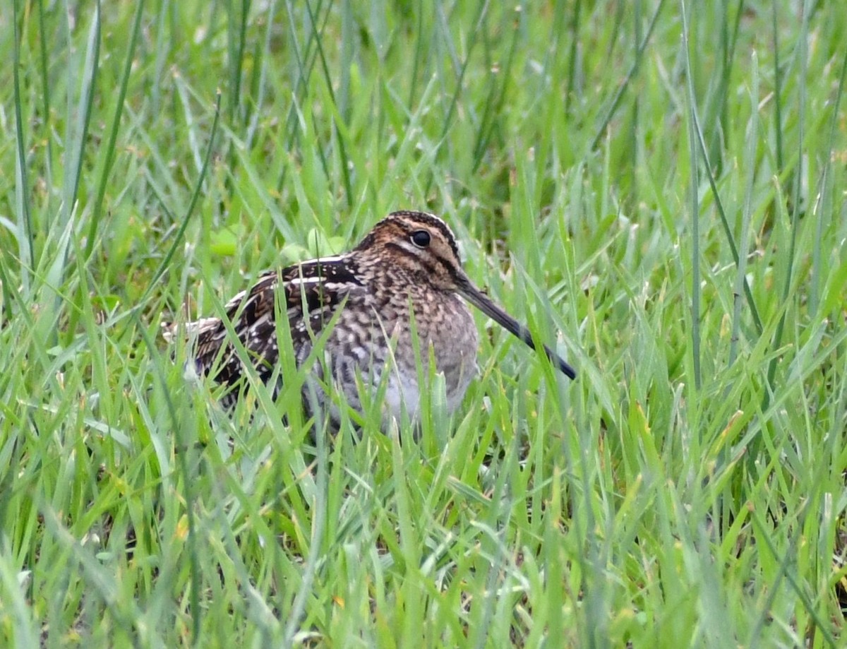 Wilson's Snipe - Jon McIntyre