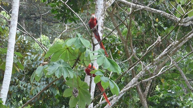 Scarlet Macaw - ML611665880