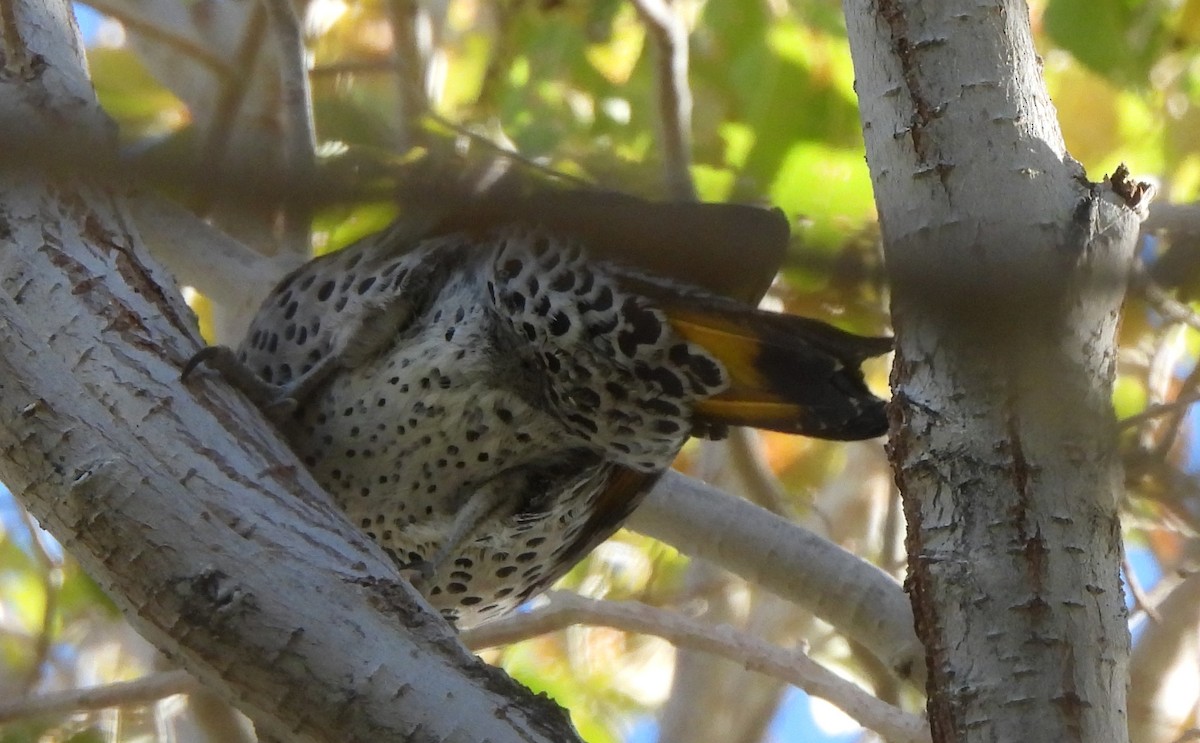 Northern Flicker (Yellow-shafted x Red-shafted) - ML611665946
