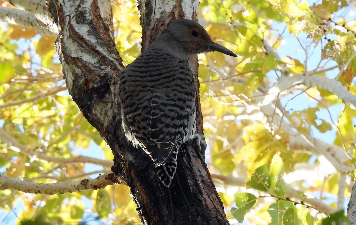 Northern Flicker (Yellow-shafted x Red-shafted) - ML611665954