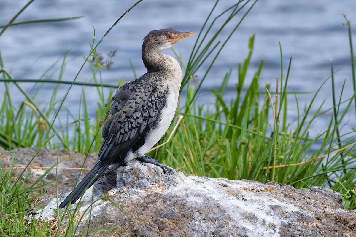 Long-tailed Cormorant - ML611666113