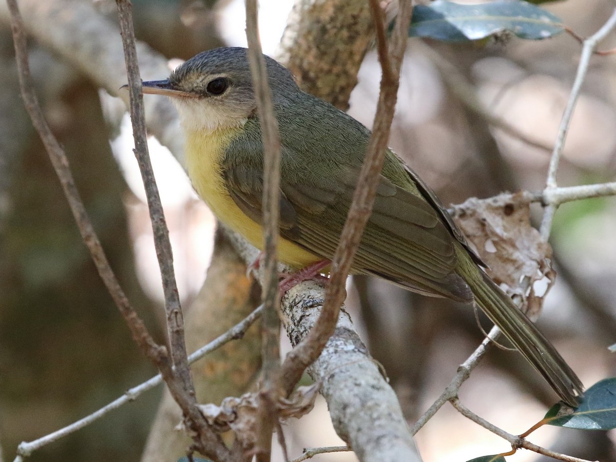 Bulbul de Appert - ML611666200