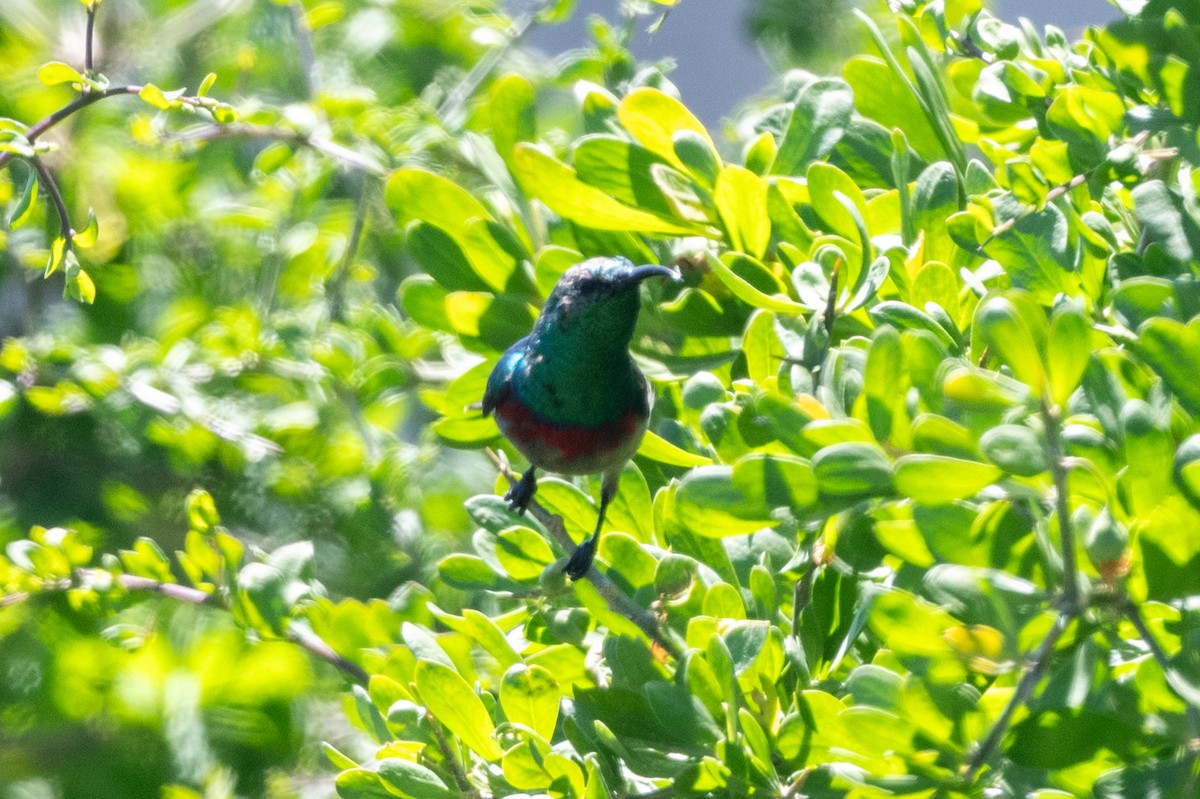 Southern Double-collared Sunbird - ML611666208