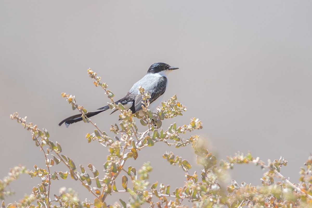 Fork-tailed Flycatcher - Eduardo Navarro