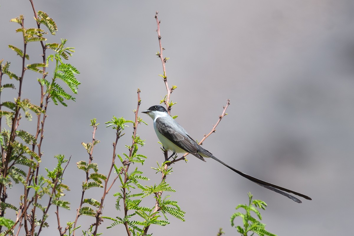 Fork-tailed Flycatcher - Eduardo Navarro