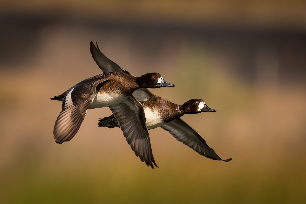 Lesser Scaup - ML611666616