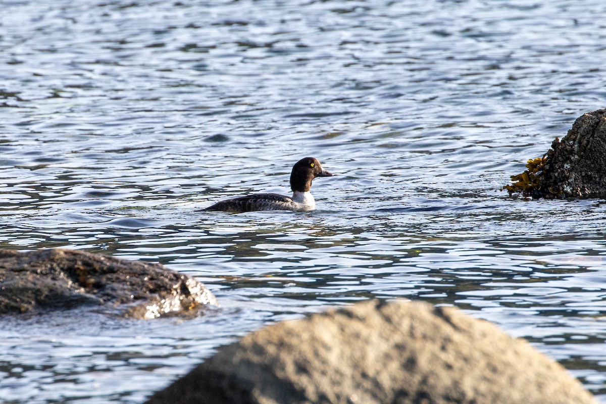 Common Goldeneye - Danielle Cooper