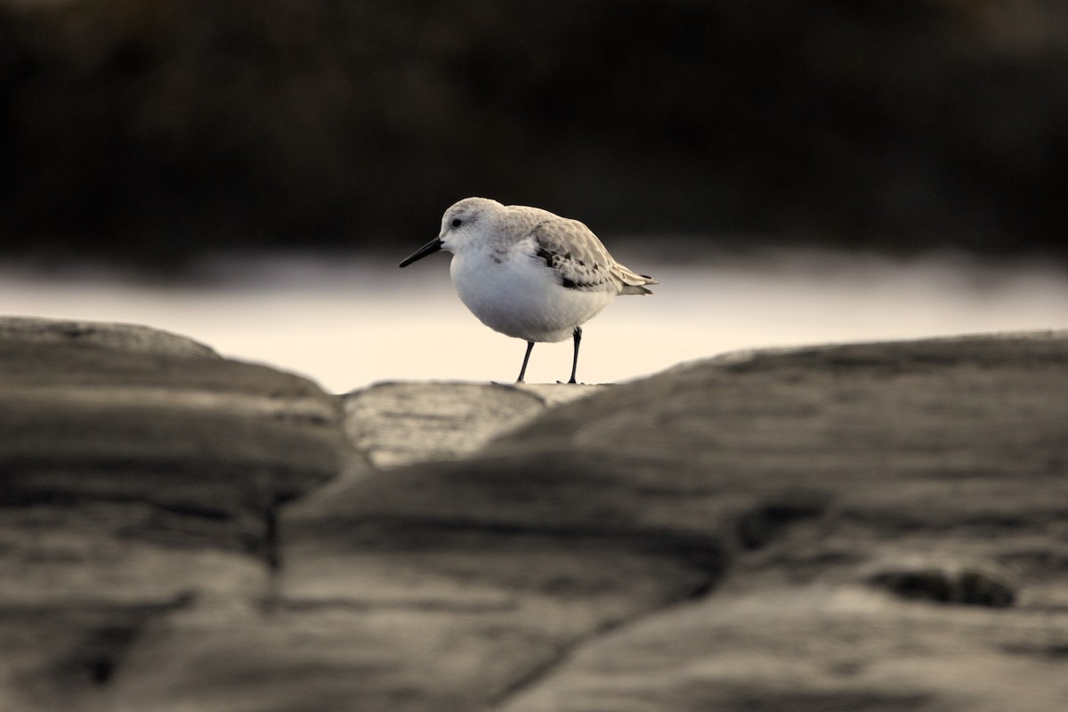 Sanderling - ML611666726