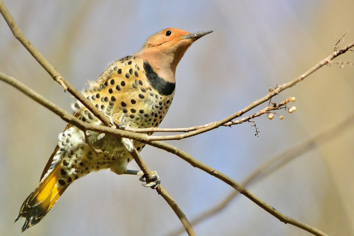 Northern Flicker - ML611666982