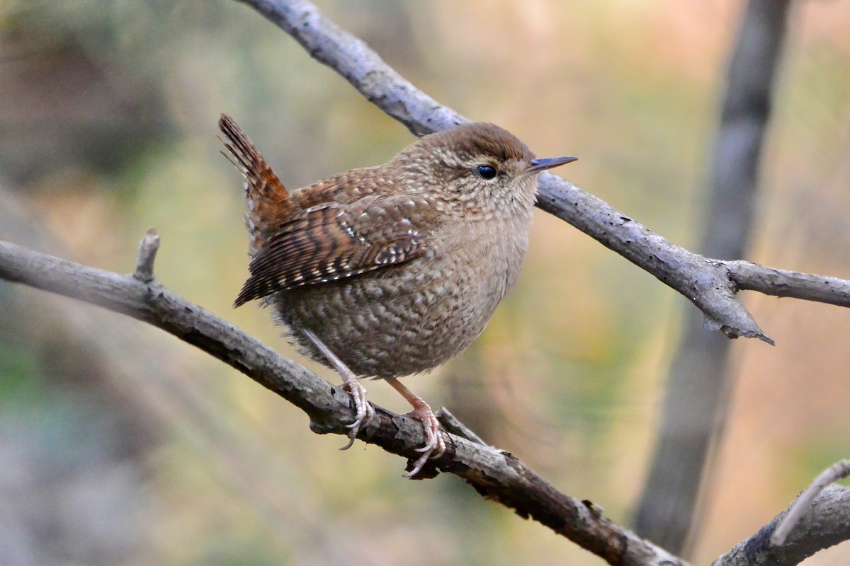 Winter Wren - ML611666993