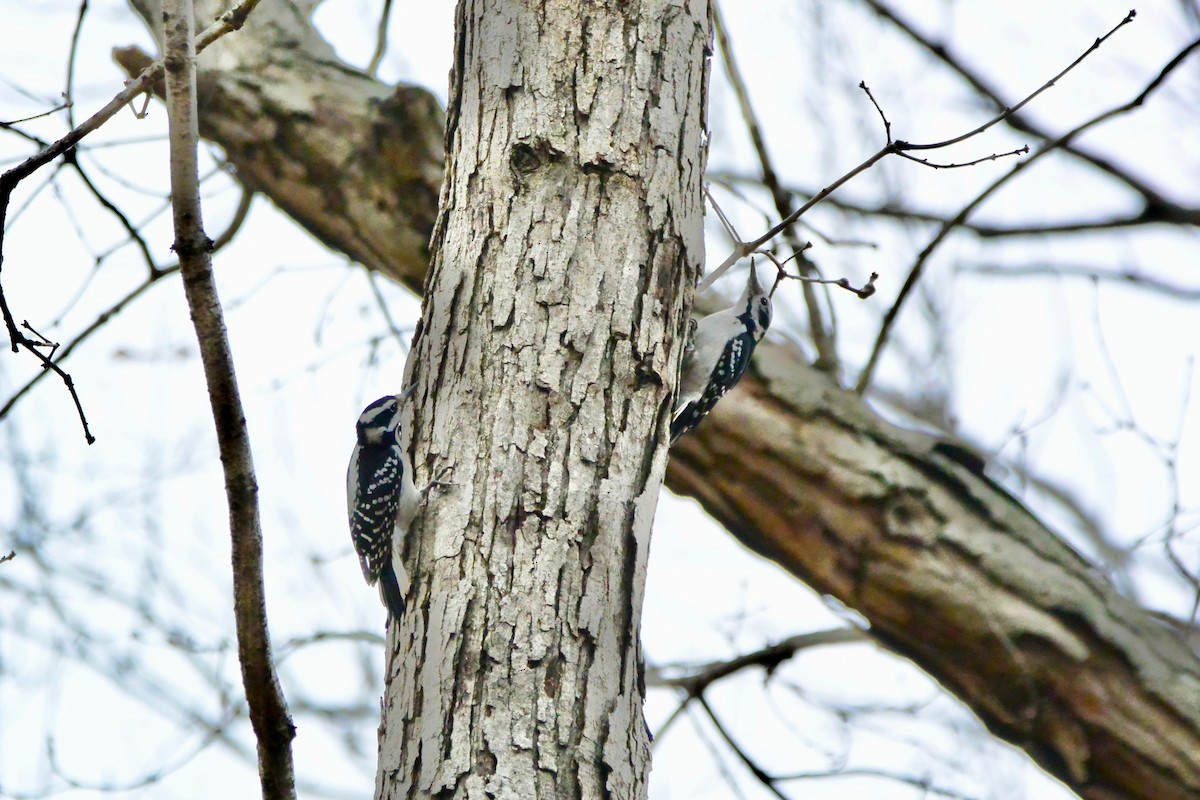 Hairy Woodpecker - ML611667024