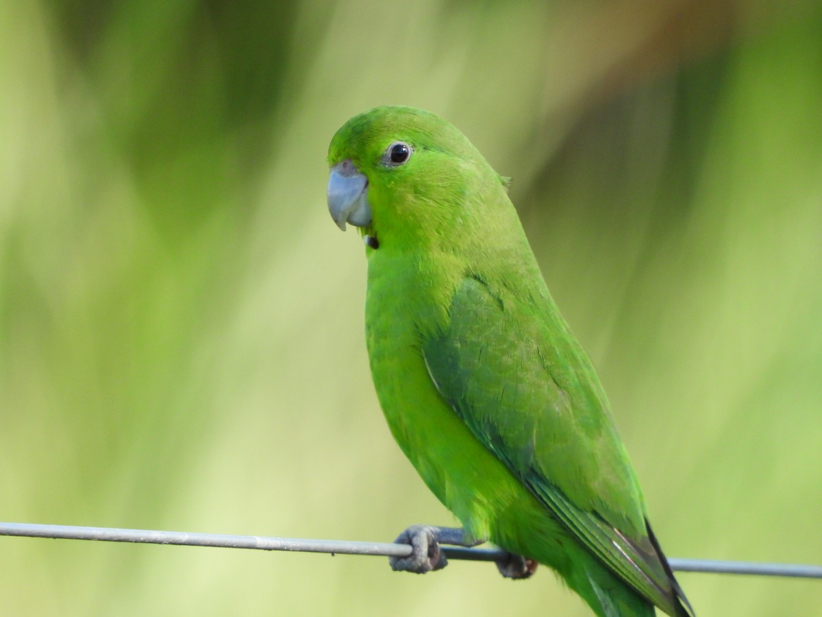 Cobalt-rumped Parrotlet - Haydee Huwel