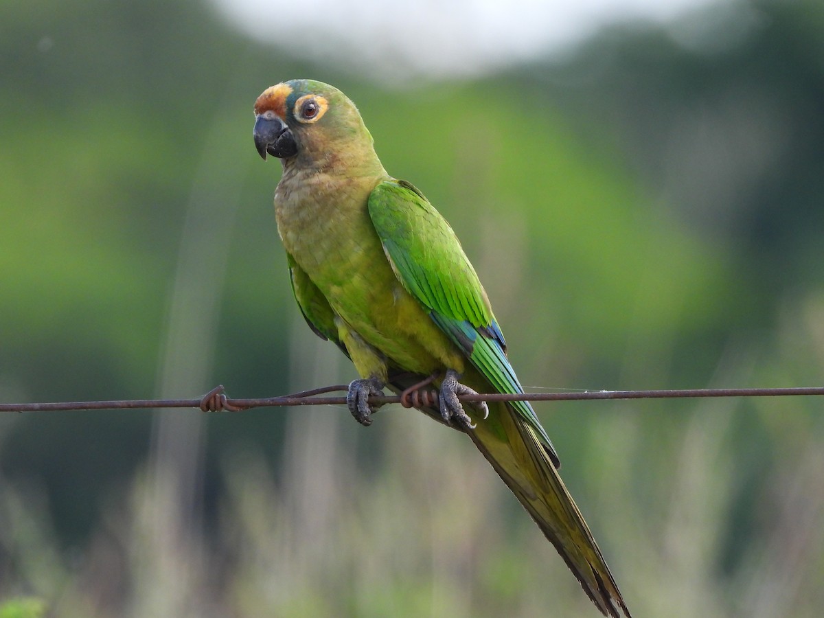 テツバシメキシコインコ - ML611667067