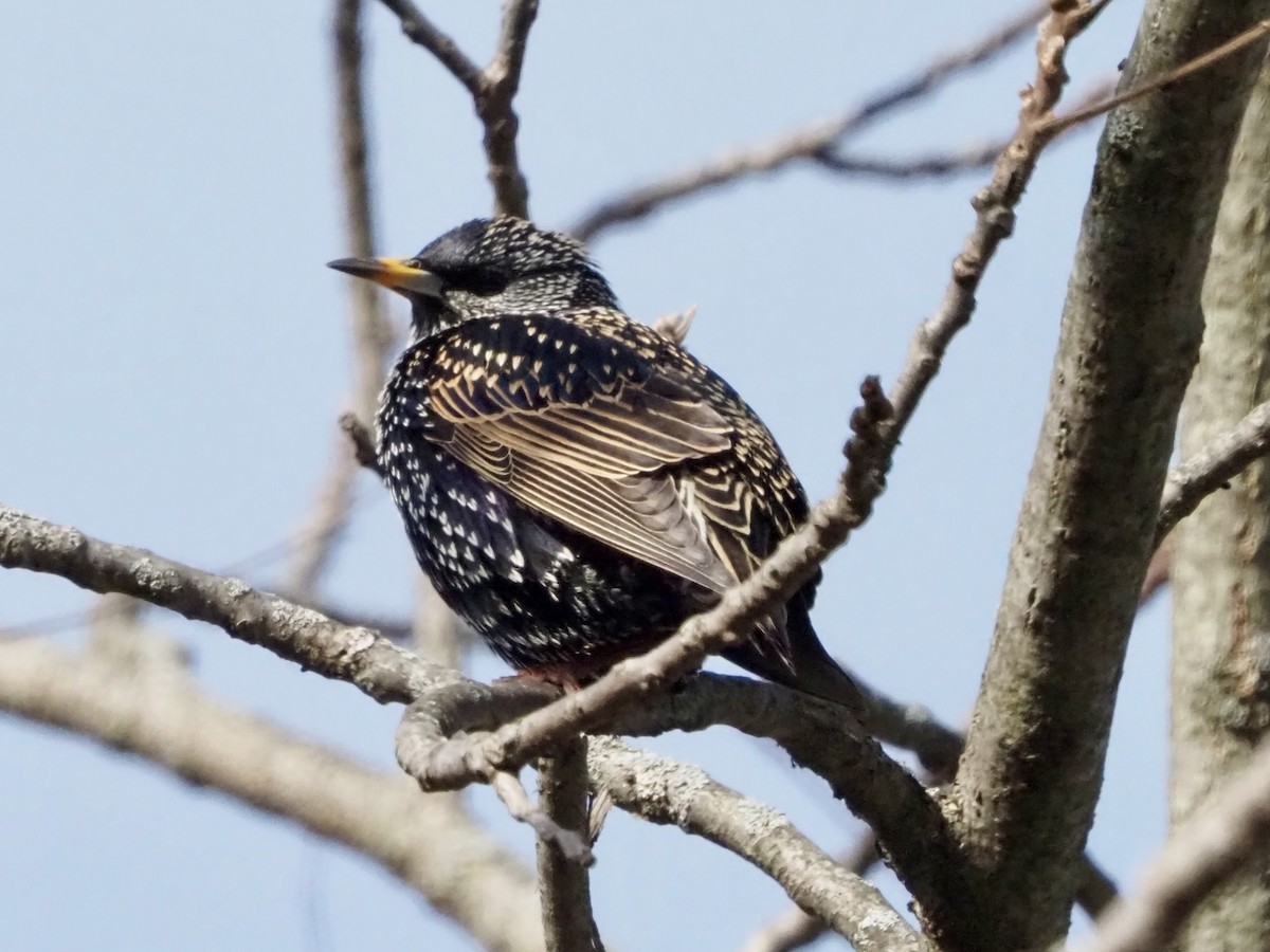 European Starling - ML611667089