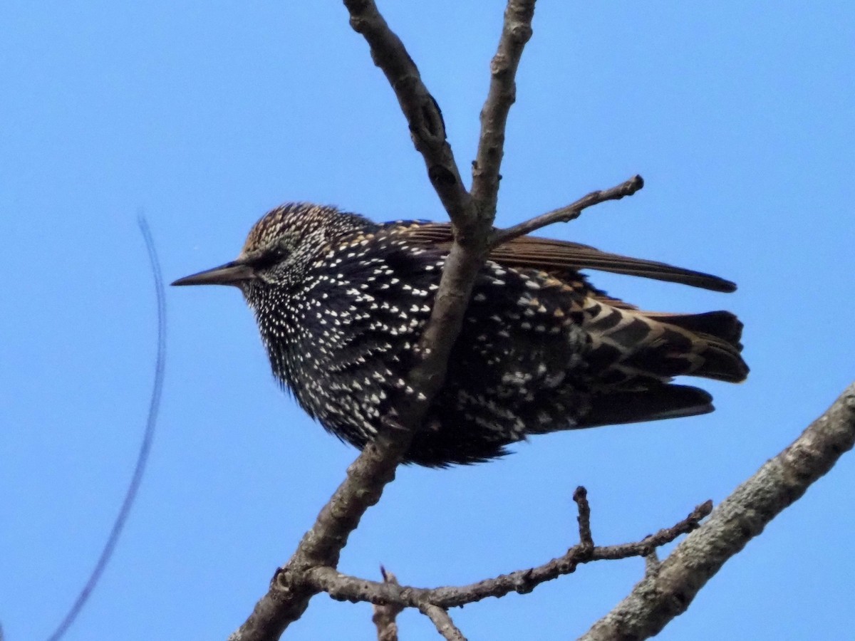 European Starling - ML611667090