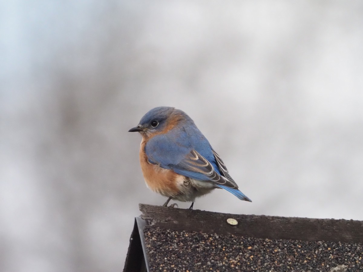 Eastern Bluebird - ML611667097