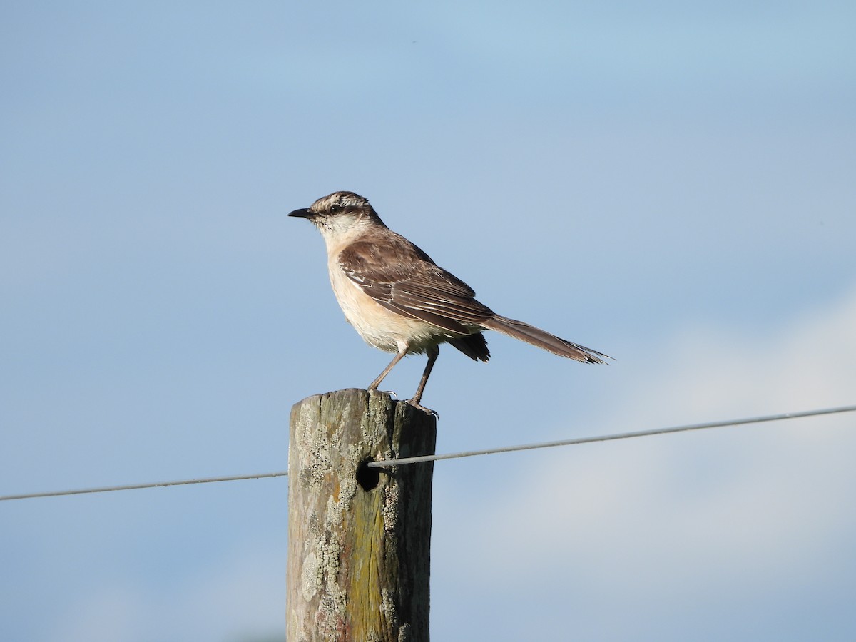 Chalk-browed Mockingbird - Haydee Huwel